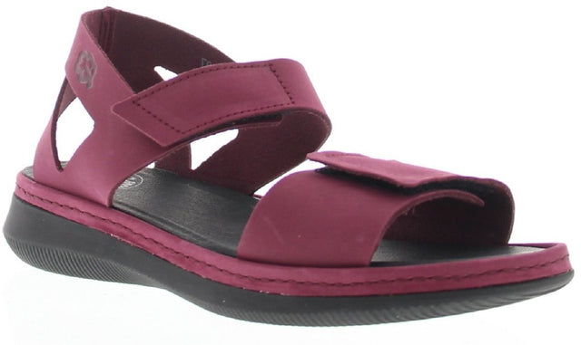 Twello dahlia, Nubuck